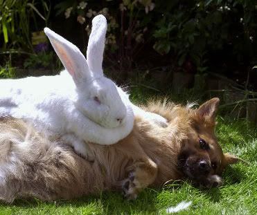 Bunny Sneeze