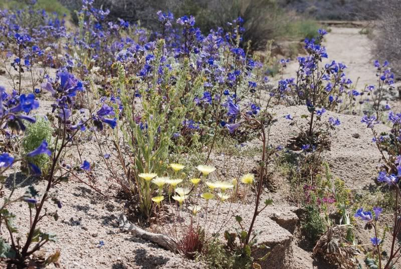 desertflowers.jpg Wildflowers/JoshuaTree picture by JanineJ