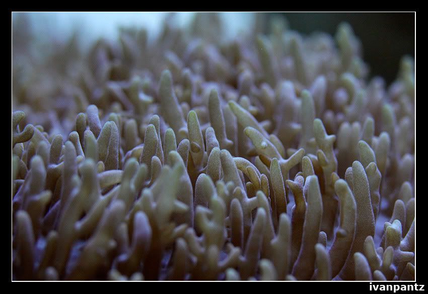 Coral_08.jpg