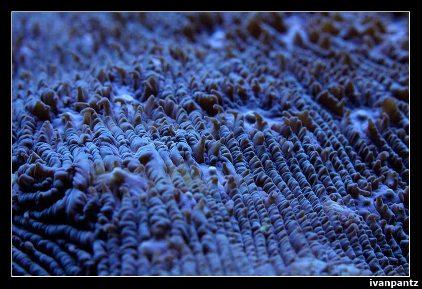 Coral_13.jpg