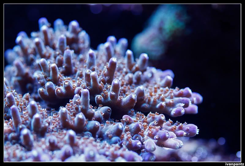 Coral_16_800.jpg