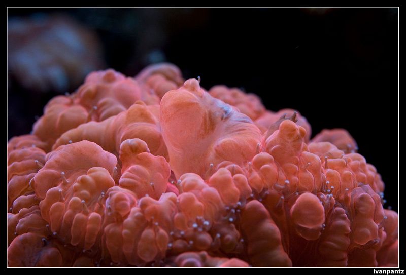 CL_2013_03_15_Old_Coral_02_800_zpscaedeb