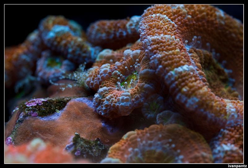 CL_2013_03_15_Old_Coral_04_800_zps962e57
