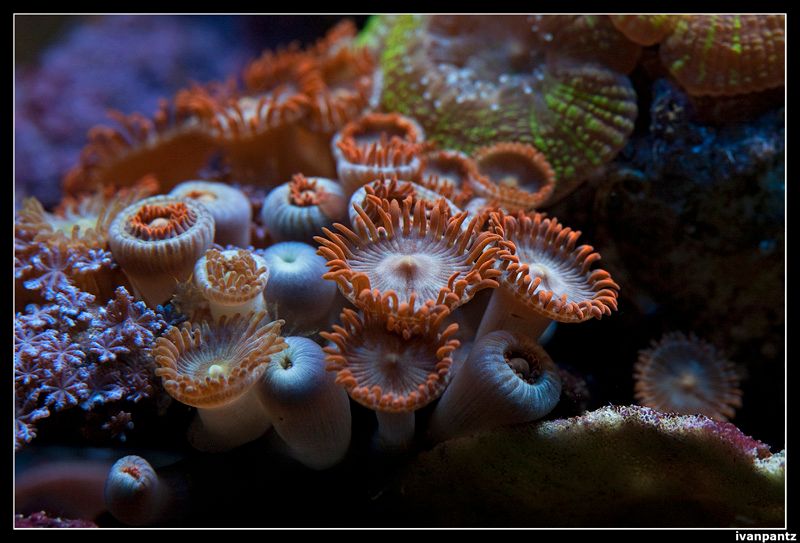 CL_2013_03_15_Old_Coral_05_800_zps53371a