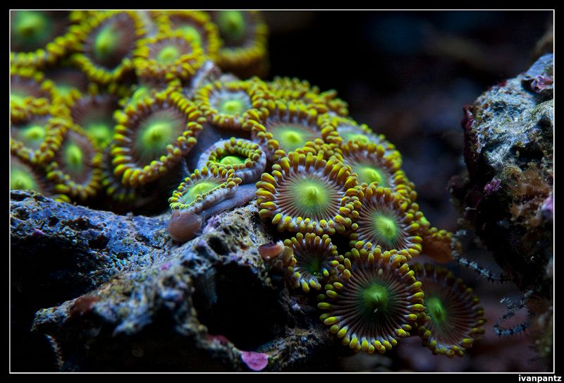 CL_2013_03_15_Old_Coral_07_800_zpsecf279