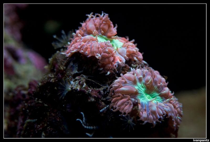 CL_2013_03_15_Old_Coral_09_800_zpsff3129
