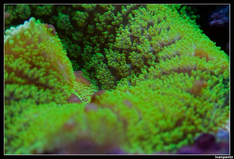 CL_2013_03_15_Old_Coral_14_800_zpsf7b315