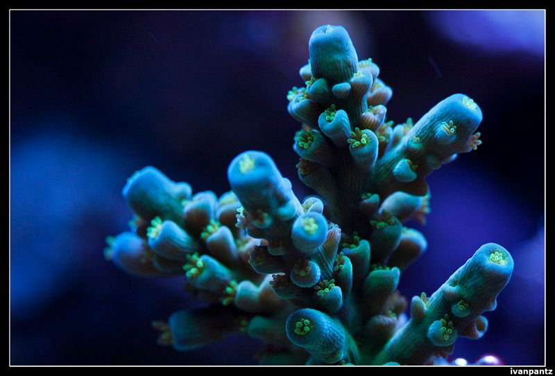 RdS_2013_05_31_Coral_03_800_zps541facec.