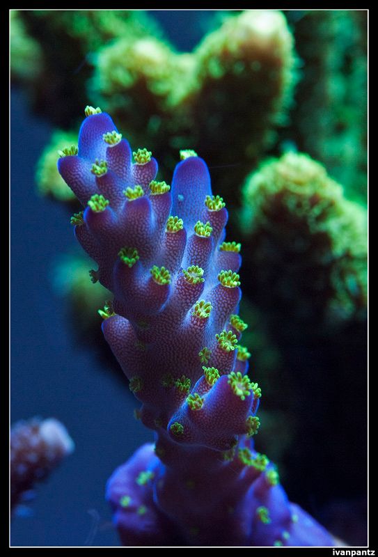 RdS_2013_05_31_Coral_09_800_zps0889eb98.