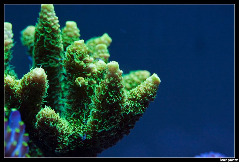 RdS_2013_05_31_Coral_10_800_zps443fe559.