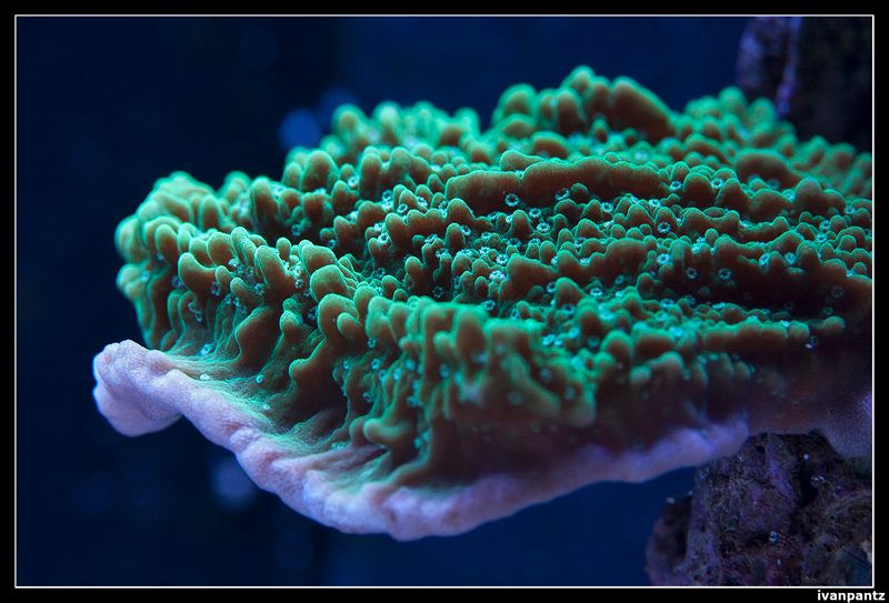 RdS_2013_05_31_Coral_11_800_zps5c80f9f8.