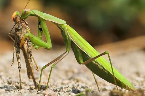 praying-mantis-cannabilism-eating-mate.jpg