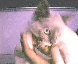 Image hosted by Photobucket.com