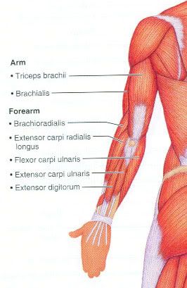 Triceps Brachii Origin