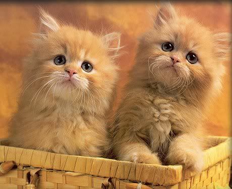 Image hosting by Photobucket