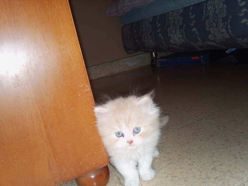 Photo Sharing and Video Hosting at Photobucket