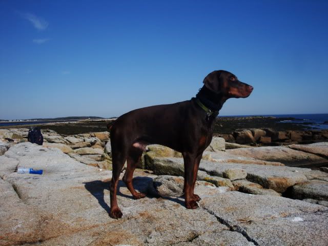 dobereich dobermans