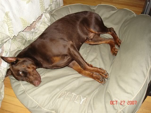 Ll Bean Beds Doberman Forum Doberman Breed Dog Forums