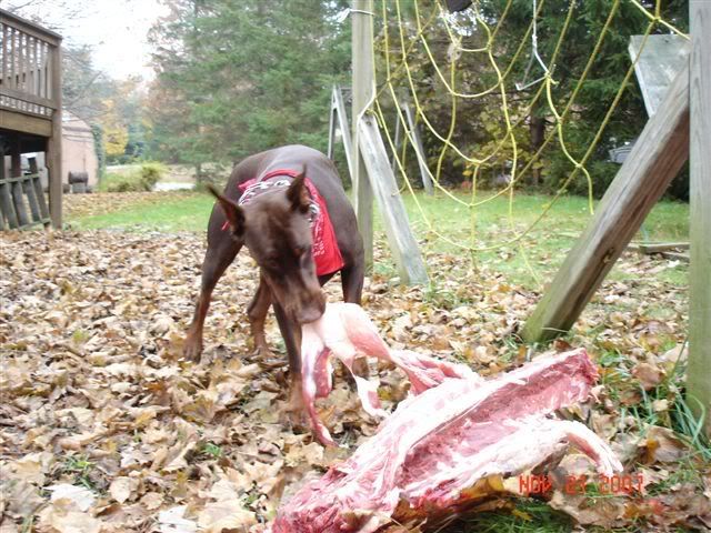 are cooked deer bones safe for dogs