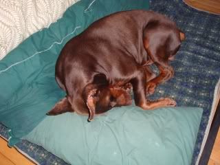 Ll Bean Beds Doberman Forum Doberman Breed Dog Forums