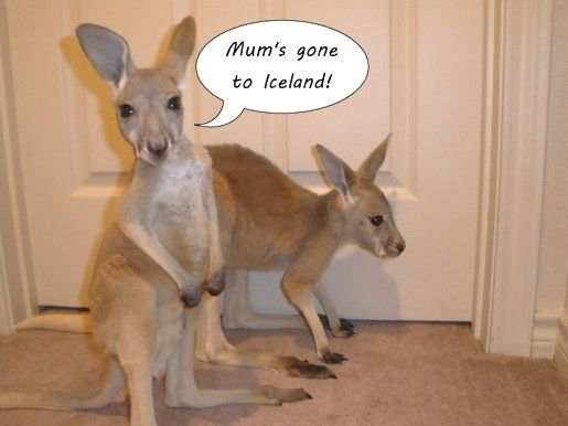 kangaroos1.jpeg