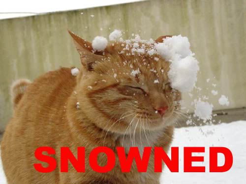 snownedkitty.jpg