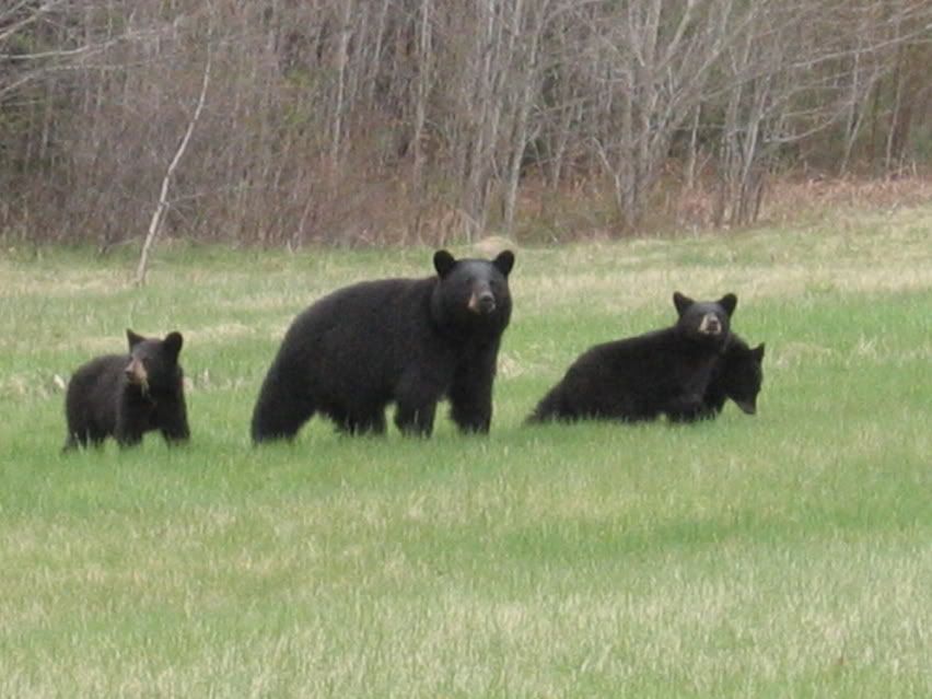 Momma Bear and 3 cubs