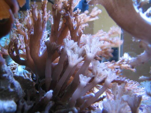 Reef004.jpg