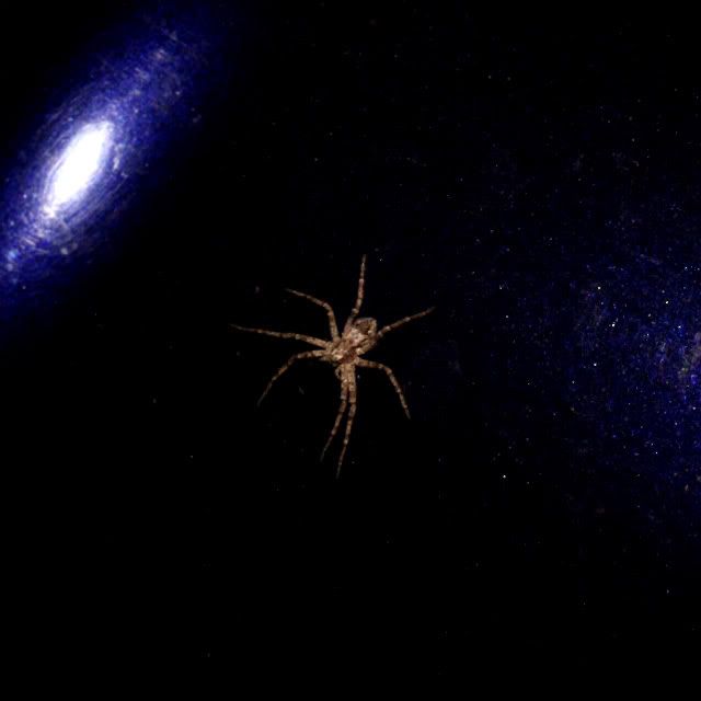 Space Spider Pictures, Images and Photos