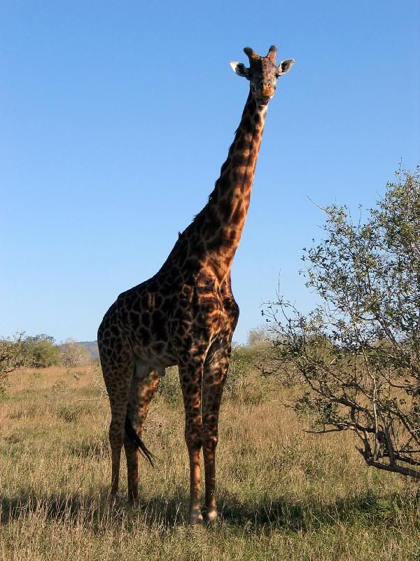 IMAGE: http://i4.photobucket.com/albums/y105/superlucius/Kenya/318976771iCnoBQ_ph.jpg