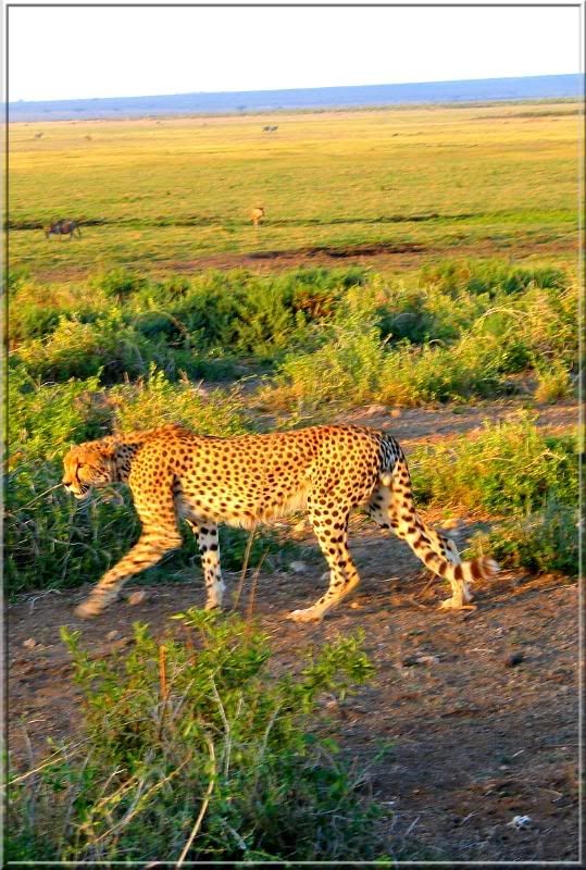 IMAGE: http://i4.photobucket.com/albums/y105/superlucius/Kenya/326907706bkebnc_ph.jpg