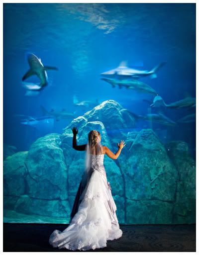 Wedding Locations  York on Wedding New York Aquarium   Wedding Venues Nyc