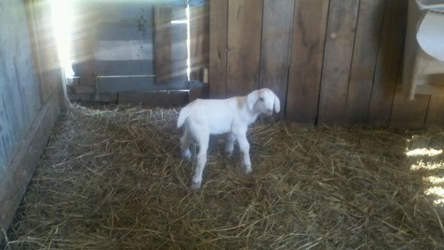 She's here....oh, Rechelle.... - Goats