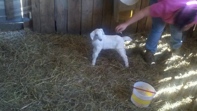 She's here....oh, Rechelle.... - Goats