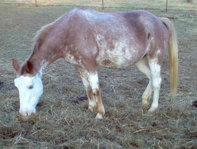Horse injured! Have Question? - Homesteading Questions