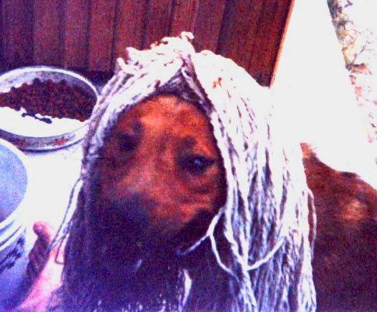 Image hosted by Photobucket.com