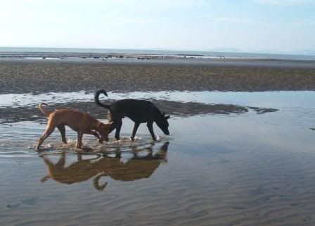 synchronisedpaddling.jpg