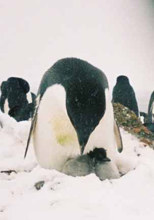 <img:http://i4.photobucket.com/albums/y107/TeenageTaxiDriver/Antarctica/penguinNbabycrop.jpg>