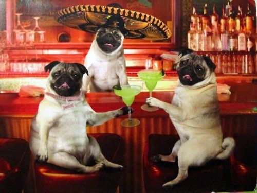 Pug-happy-hour.jpg
