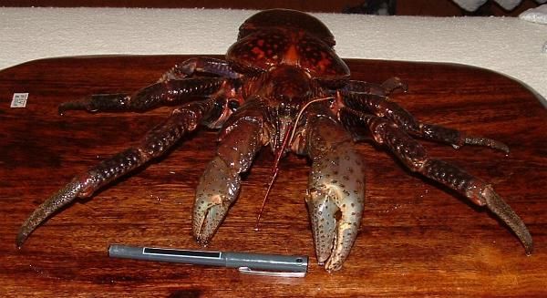 mycoconutcrabmount2.jpg