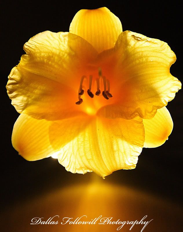 IMAGE: http://i4.photobucket.com/albums/y110/n_d_mand13/flower3web.jpg