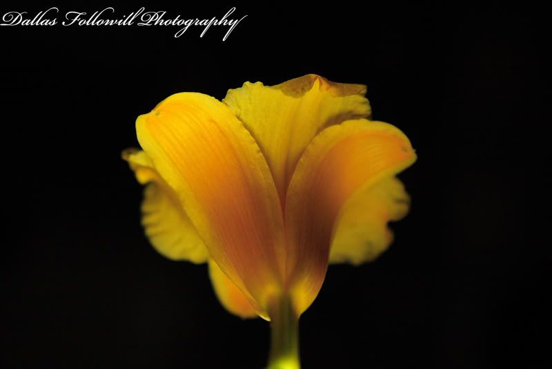 IMAGE: http://i4.photobucket.com/albums/y110/n_d_mand13/flower4web.jpg