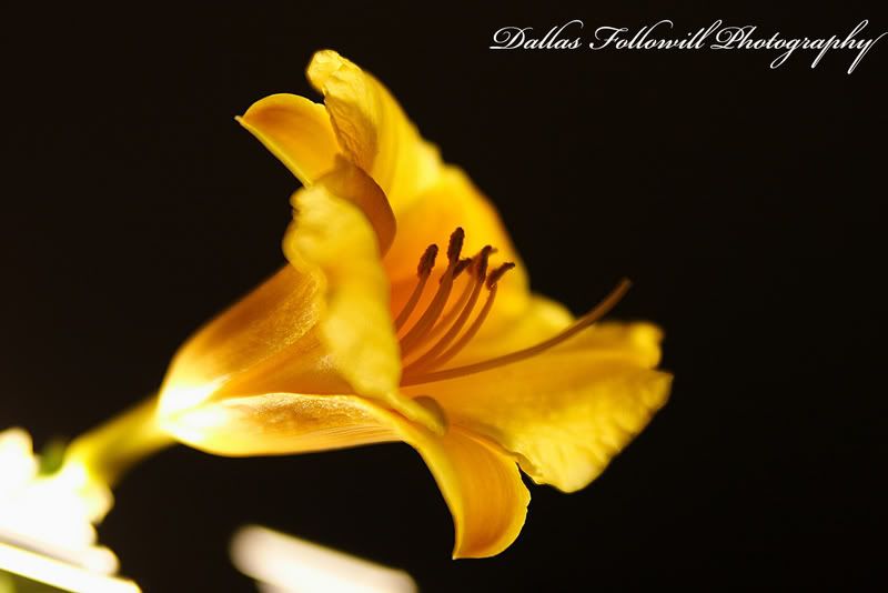 IMAGE: http://i4.photobucket.com/albums/y110/n_d_mand13/flower5web.jpg