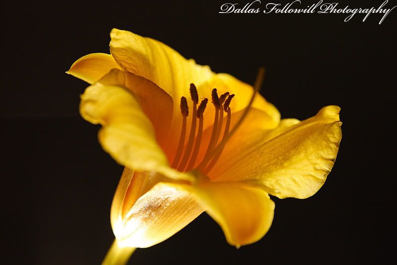 IMAGE: http://i4.photobucket.com/albums/y110/n_d_mand13/flower6web.jpg