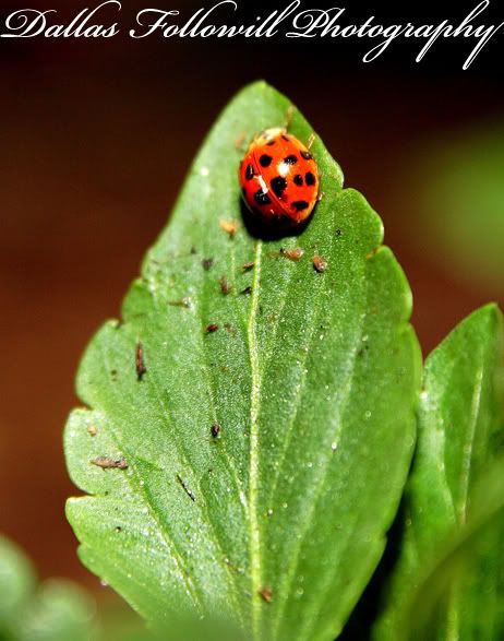 IMAGE: http://i4.photobucket.com/albums/y110/n_d_mand13/ladybugweb.jpg