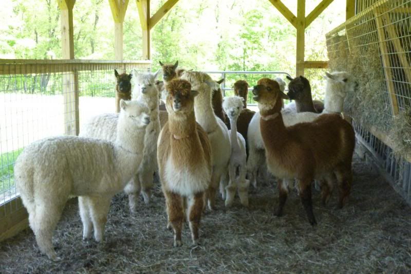 I know Alpacas are NOT goats but need some info - Goats
