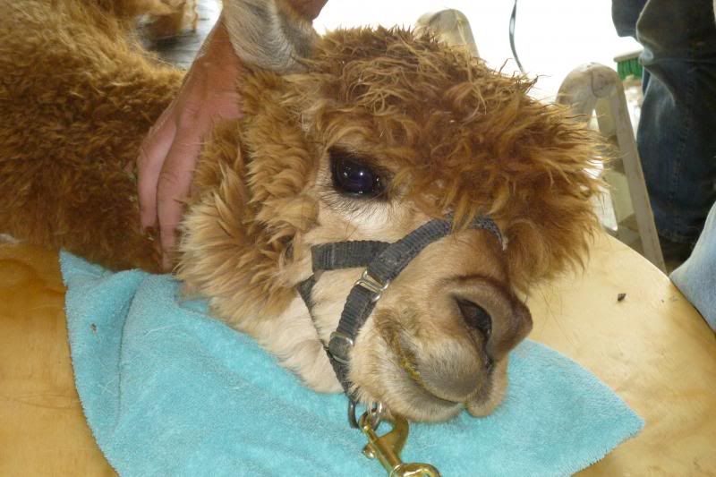 I know Alpacas are NOT goats but need some info - Goats