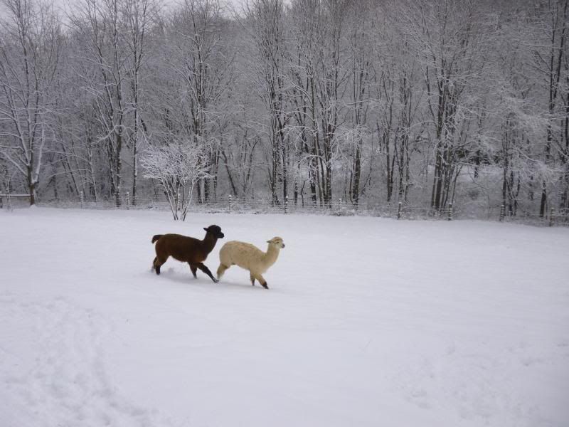 Show your pics of the storm here. Love snow pics - Goats