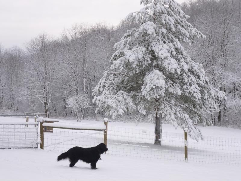 Show your pics of the storm here. Love snow pics - Goats