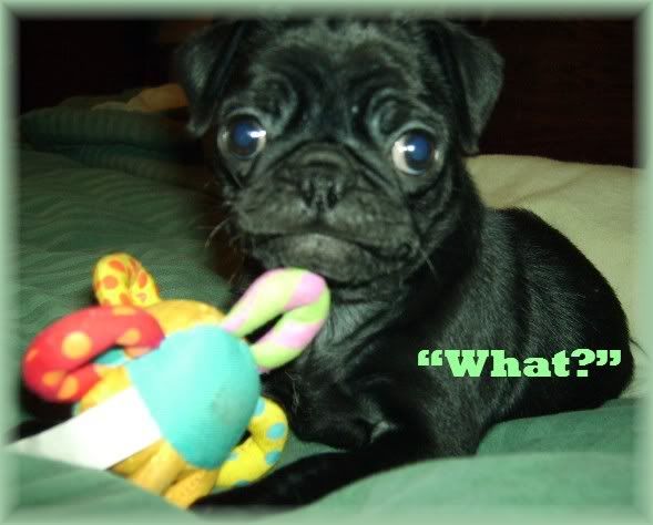 Plea For Pictures - Goats